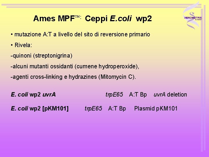 Ames MPF : Ceppi E. coli wp 2 • mutazione A: T a livello