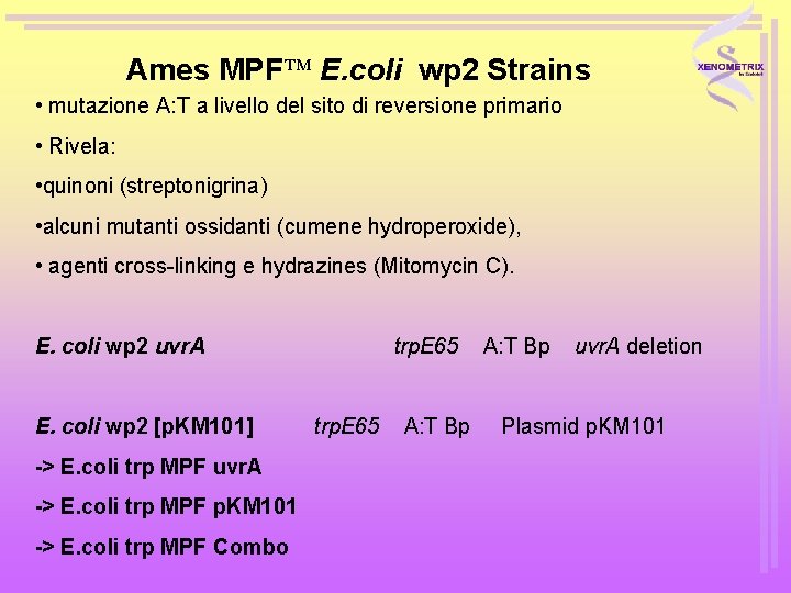 Ames MPF E. coli wp 2 Strains • mutazione A: T a livello del