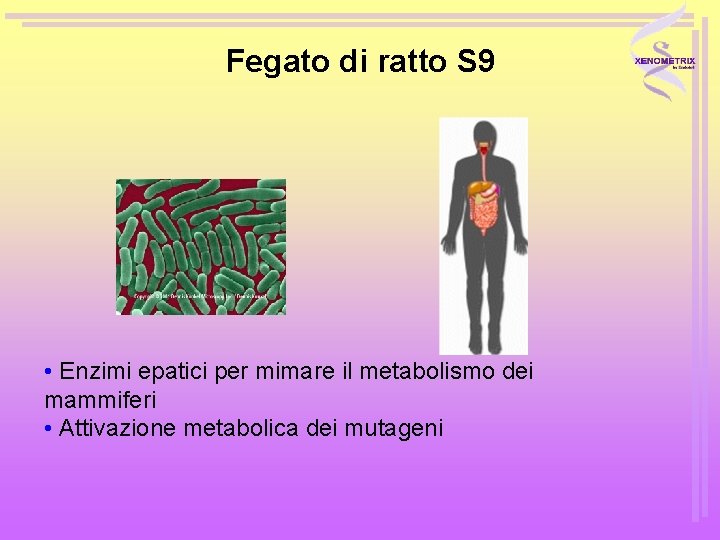 Fegato di ratto S 9 • Enzimi epatici per mimare il metabolismo dei mammiferi