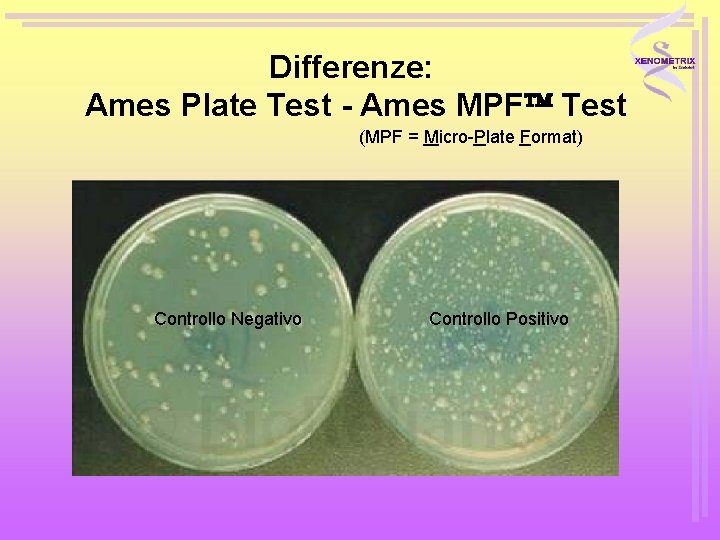 Differenze: Ames Plate Test - Ames MPF Test (MPF = Micro-Plate Format) • Plate