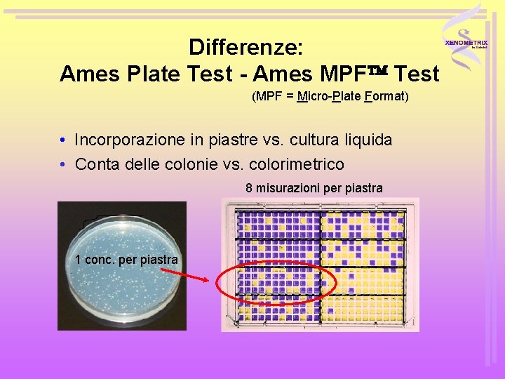 Differenze: Ames Plate Test - Ames MPF Test (MPF = Micro-Plate Format) • Incorporazione