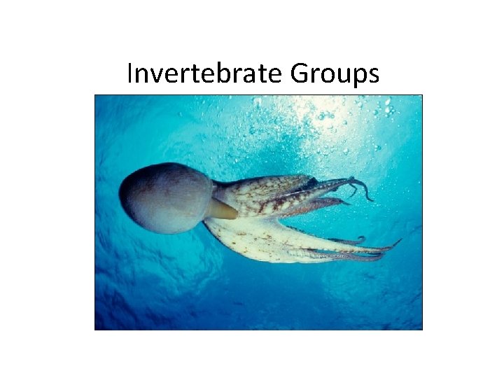 Invertebrate Groups 