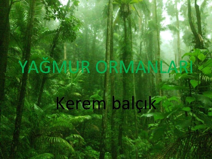 YAĞMUR ORMANLARI Kerem balçık 