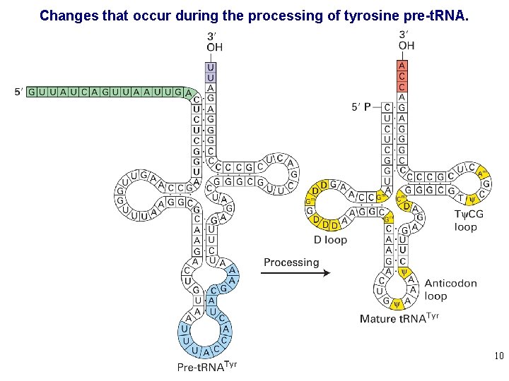 Changes that occur during the processing of tyrosine pre-t. RNA. 10 