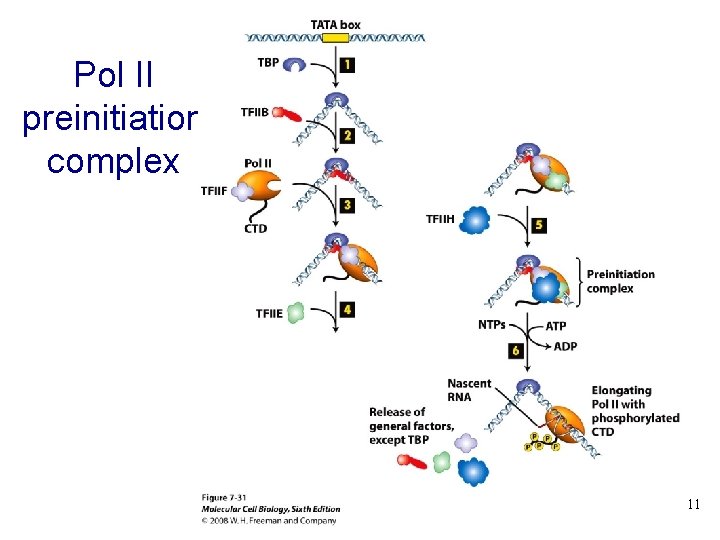 Pol II preinitiation complex 11 11 