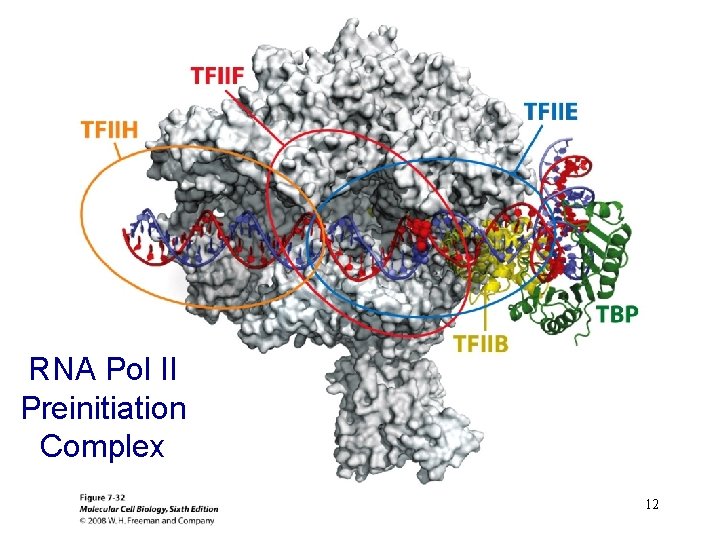 RNA Pol II Preinitiation Complex 12 