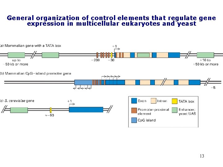 General organization of control elements that regulate gene expression in multicellular eukaryotes and yeast