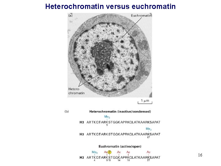 Heterochromatin versus euchromatin 16 