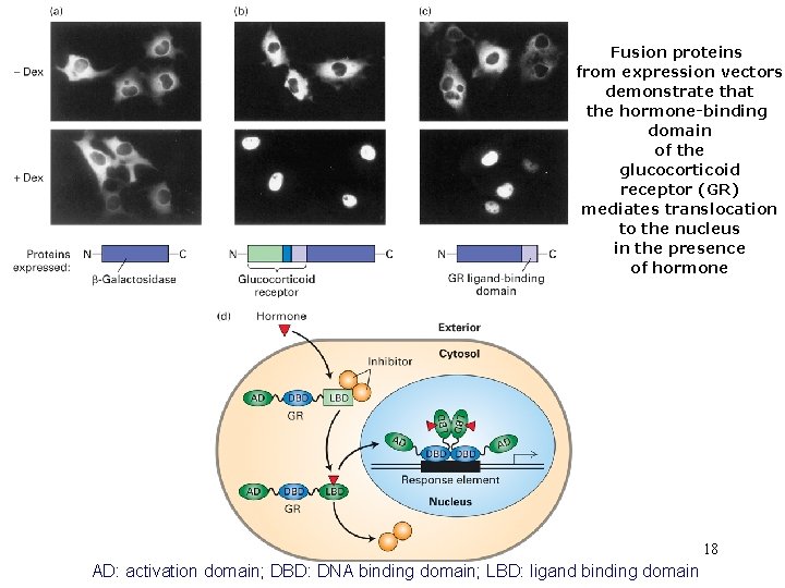 Fusion proteins from expression vectors demonstrate that the hormone-binding domain of the glucocorticoid receptor