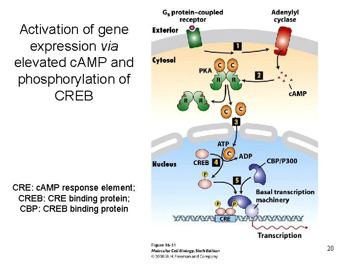 Activation of gene expression via elevated c. AMP and phosphorylation of CREB CRE: c.