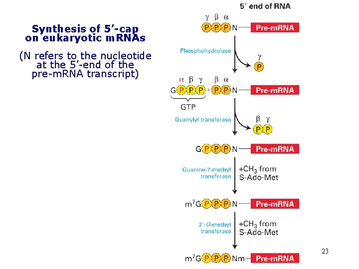 Synthesis of 5’-cap on eukaryotic m. RNAs (N refers to the nucleotide at the