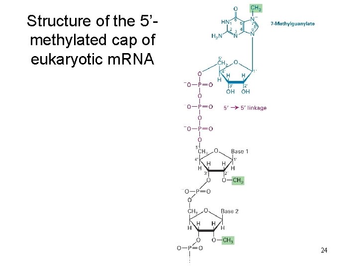 Structure of the 5’methylated cap of eukaryotic m. RNA 24 
