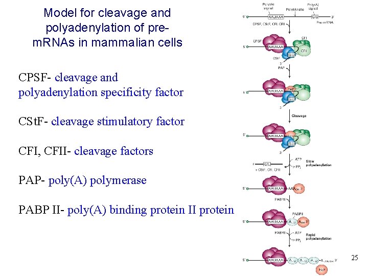 Model for cleavage and polyadenylation of prem. RNAs in mammalian cells CPSF- cleavage and