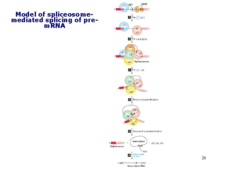 Model of spliceosomemediated splicing of prem. RNA 26 