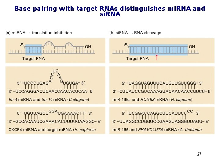 Base pairing with target RNAs distinguishes mi. RNA and si. RNA 27 