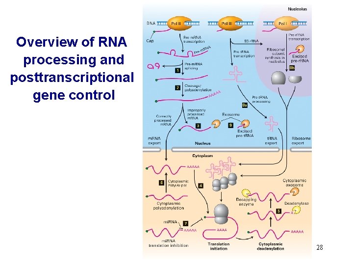 Overview of RNA processing and posttranscriptional gene control 28 