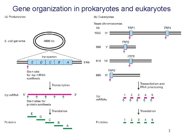 Gene organization in prokaryotes and eukaryotes 3 