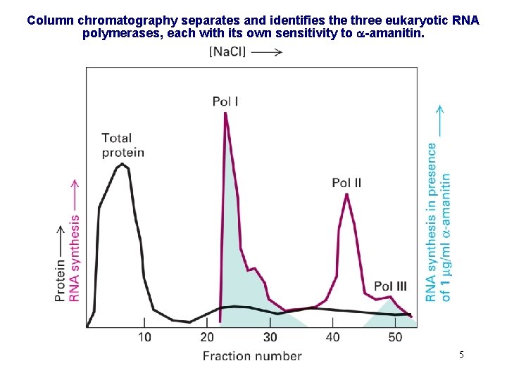 Column chromatography separates and identifies the three eukaryotic RNA polymerases, each with its own