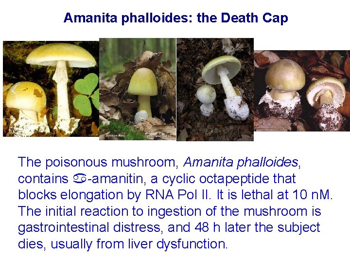 Amanita phalloides: the Death Cap The poisonous mushroom, Amanita phalloides, contains -amanitin, a cyclic