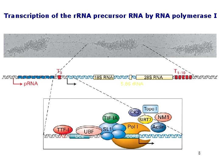 Transcription of the r. RNA precursor RNA by RNA polymerase I 5. 8 S