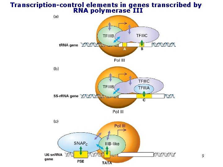 Transcription-control elements in genes transcribed by RNA polymerase III 9 