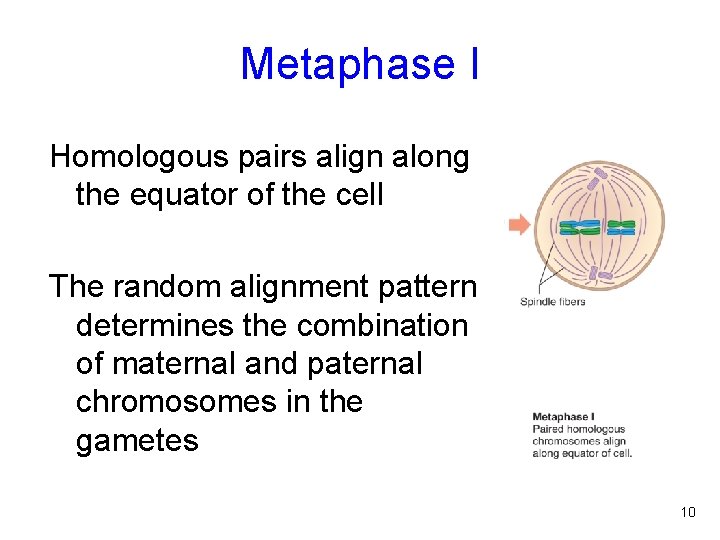 Metaphase I Homologous pairs align along the equator of the cell The random alignment