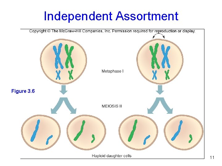 Independent Assortment Figure 3. 6 Figure 2. 3 11 