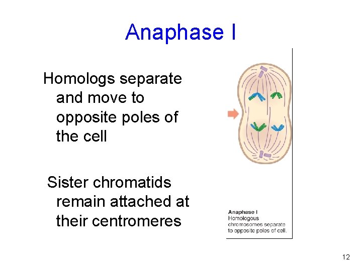 Anaphase I Homologs separate and move to opposite poles of the cell Sister chromatids