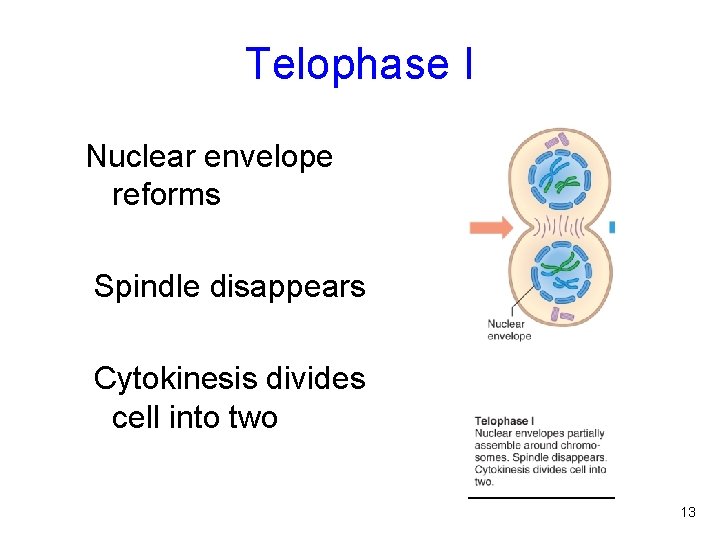 Telophase I Nuclear envelope reforms Spindle disappears Cytokinesis divides cell into two Figure 2.