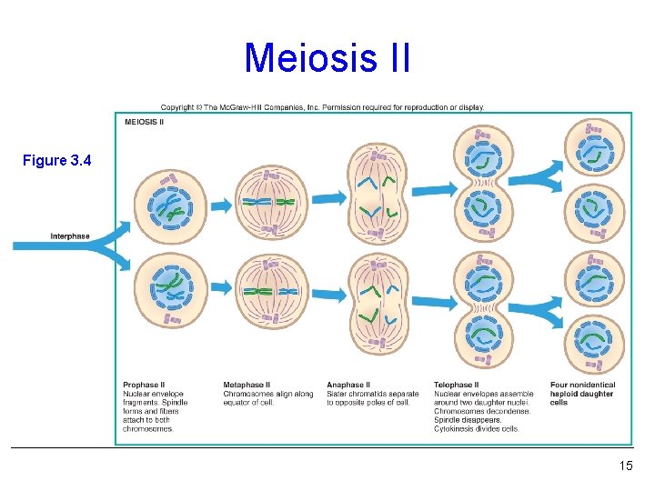 Meiosis II Figure 3. 4 15 