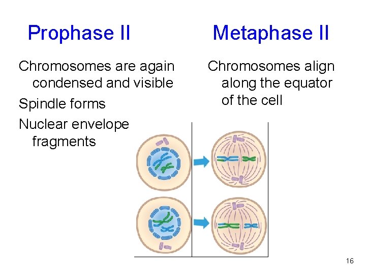 Prophase II Metaphase II Chromosomes are again condensed and visible Spindle forms Nuclear envelope