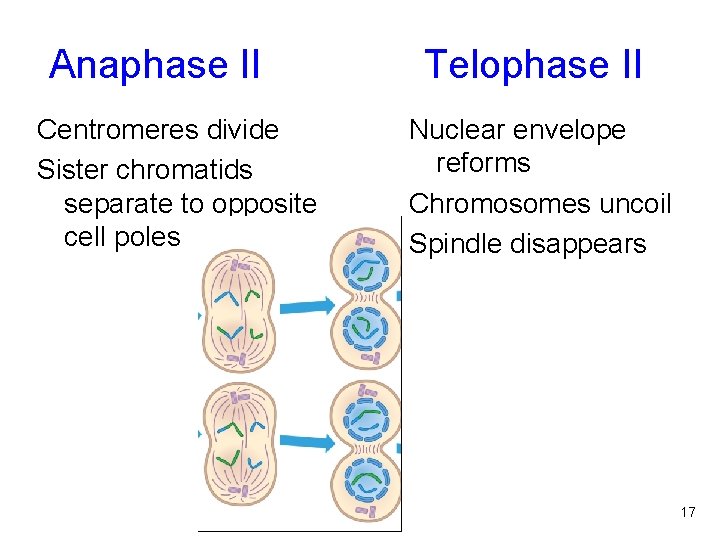 Anaphase II Telophase II Centromeres divide Sister chromatids separate to opposite cell poles Figure