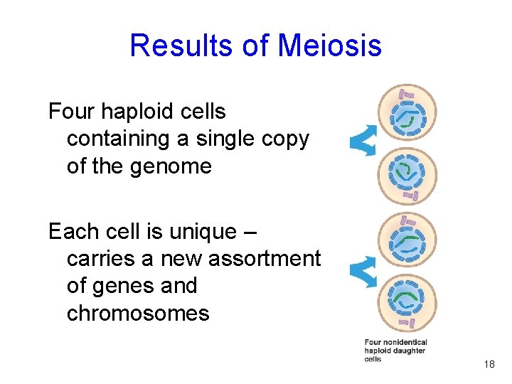 Results of Meiosis Four haploid cells containing a single copy of the genome Each