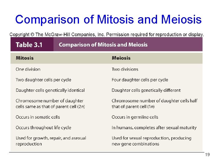 Comparison of Mitosis and Meiosis Table 3. 1 19 