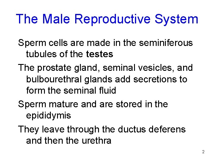 The Male Reproductive System Sperm cells are made in the seminiferous tubules of the