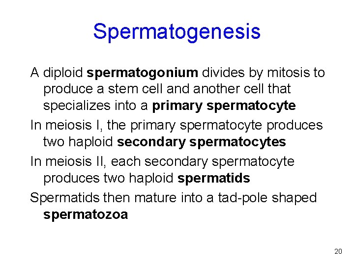 Spermatogenesis A diploid spermatogonium divides by mitosis to produce a stem cell and another