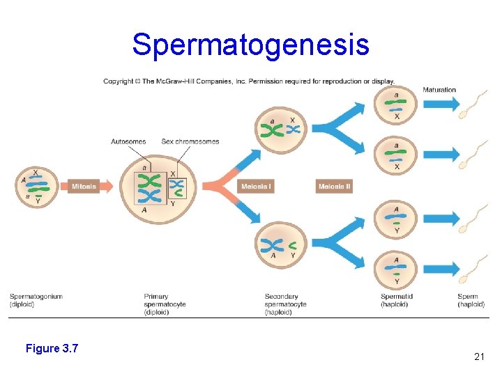 Spermatogenesis Figure 3. 7 21 