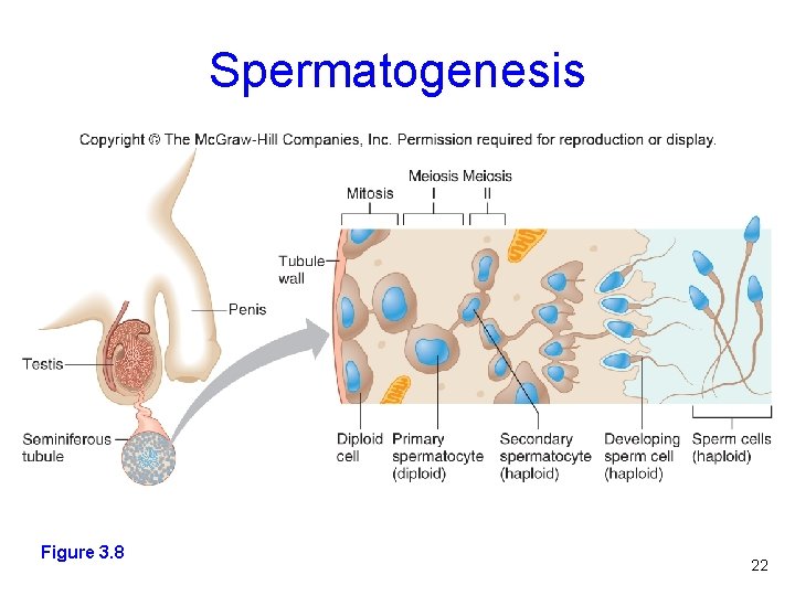 Spermatogenesis Figure 3. 8 Figure 3. 7 22 