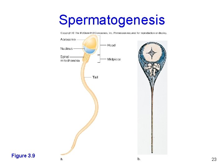 Spermatogenesis Figure 3. 9 23 