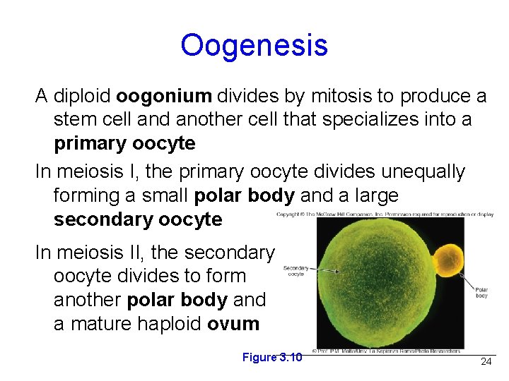 Oogenesis A diploid oogonium divides by mitosis to produce a stem cell and another