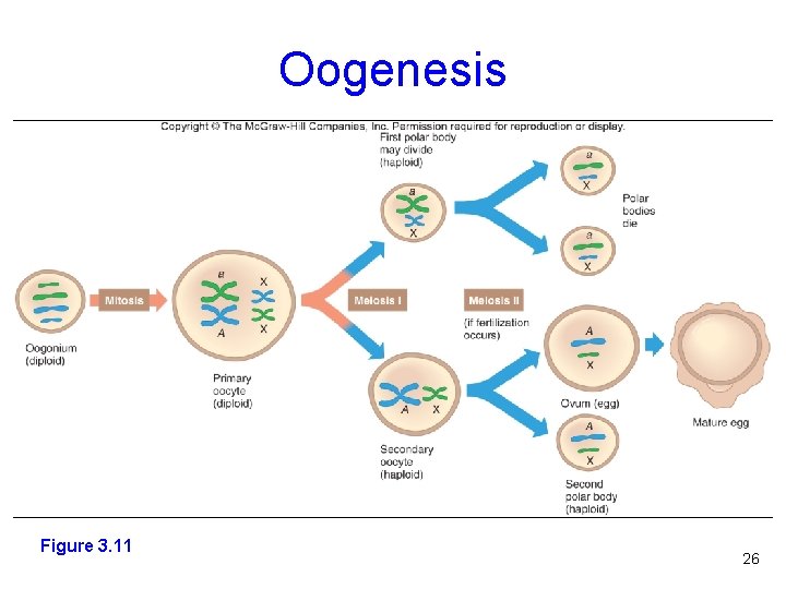 Oogenesis Figure 3. 11 Figure 3. 7 26 