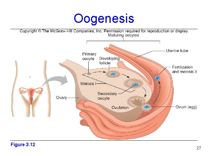 Oogenesis Figure 3. 12 Figure 3. 7 27 