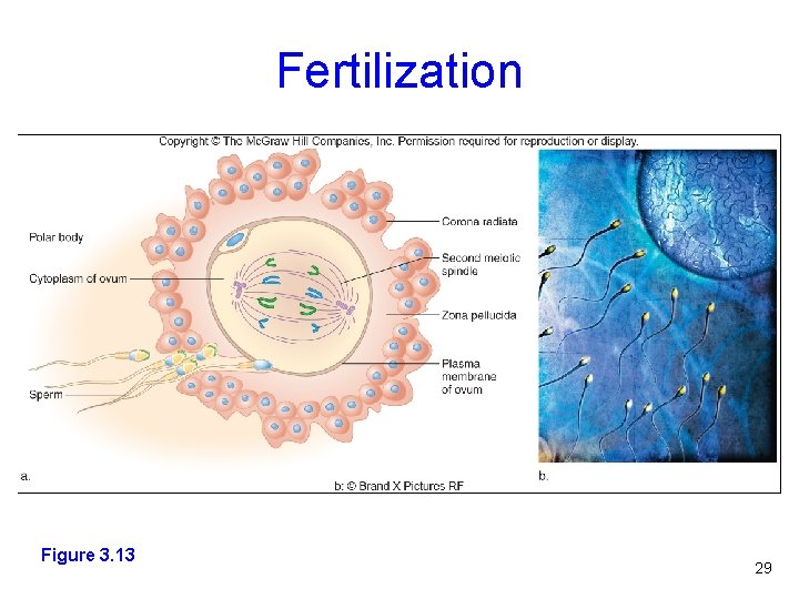 Fertilization Figure 3. 13 Figure 2. 3 29 