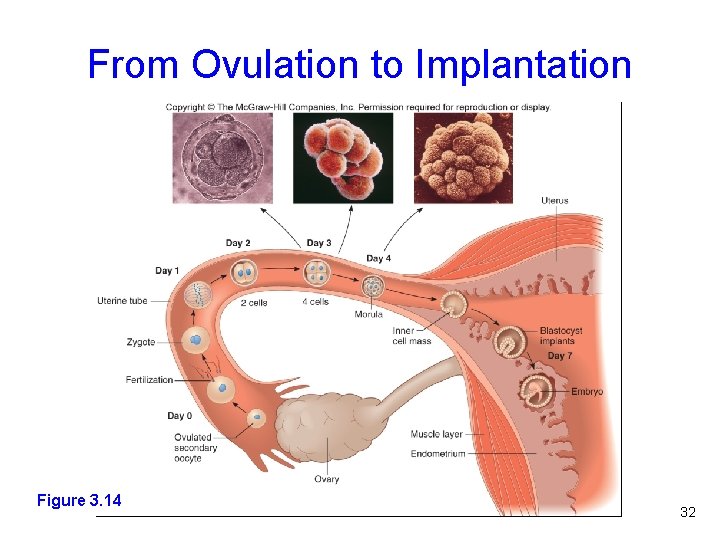 From Ovulation to Implantation Figure 3. 14 Figure 2. 3 32 