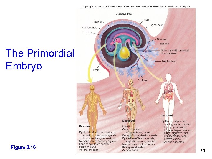 The Primordial Embryo Figure 3. 15 35 