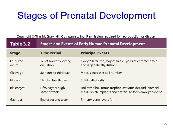 Stages of Prenatal Development Table 3. 2 36 