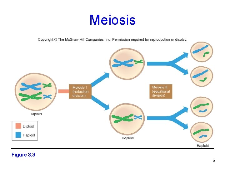 Meiosis Figure 3. 3 6 