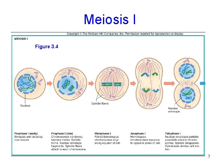 Meiosis I Figure 3. 4 7 