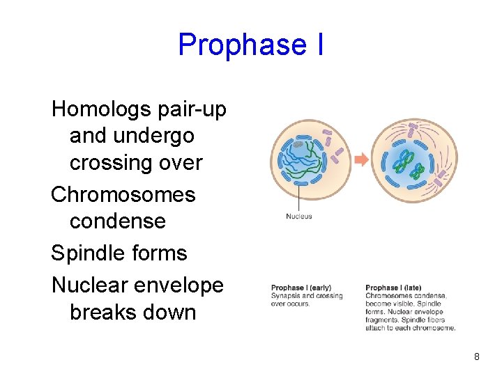 Prophase I Homologs pair-up and undergo crossing over Chromosomes condense Spindle forms Nuclear envelope