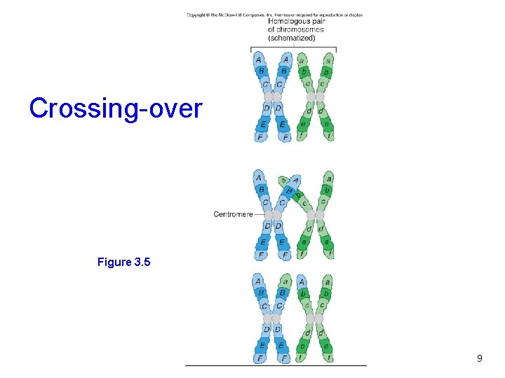 Crossing-over Figure 3. 5 Figure 2. 3 9 